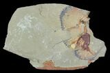 Xiphosurida Arthropod (Pos/Neg) - Horseshoe Crab Ancestor #105880-4